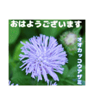 7月のお花で、日々のご挨拶（個別スタンプ：5）