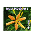 7月のお花で、日々のご挨拶（個別スタンプ：6）