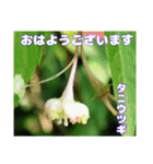 7月のお花で、日々のご挨拶（個別スタンプ：7）
