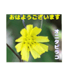7月のお花で、日々のご挨拶（個別スタンプ：8）