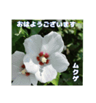 7月のお花で、日々のご挨拶（個別スタンプ：9）
