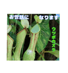 7月のお花で、日々のご挨拶（個別スタンプ：10）