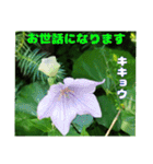 7月のお花で、日々のご挨拶（個別スタンプ：11）