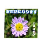 7月のお花で、日々のご挨拶（個別スタンプ：12）