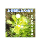 7月のお花で、日々のご挨拶（個別スタンプ：13）
