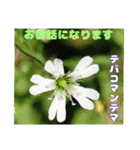 7月のお花で、日々のご挨拶（個別スタンプ：14）
