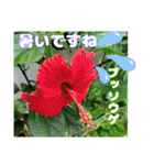 7月のお花で、日々のご挨拶（個別スタンプ：16）