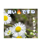7月のお花で、日々のご挨拶（個別スタンプ：17）