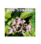7月のお花で、日々のご挨拶（個別スタンプ：18）