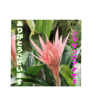 7月のお花で、日々のご挨拶（個別スタンプ：19）