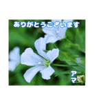 7月のお花で、日々のご挨拶（個別スタンプ：20）