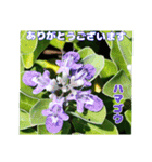 7月のお花で、日々のご挨拶（個別スタンプ：21）