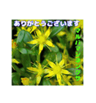 7月のお花で、日々のご挨拶（個別スタンプ：22）