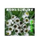 7月のお花で、日々のご挨拶（個別スタンプ：23）