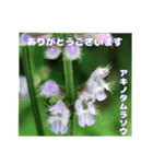 7月のお花で、日々のご挨拶（個別スタンプ：24）