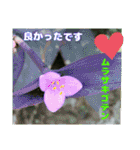7月のお花で、日々のご挨拶（個別スタンプ：25）
