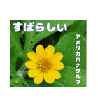 7月のお花で、日々のご挨拶（個別スタンプ：26）