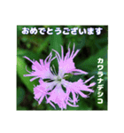 7月のお花で、日々のご挨拶（個別スタンプ：28）