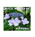 7月のお花で、日々のご挨拶（個別スタンプ：29）