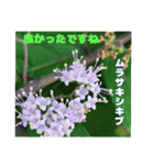 7月のお花で、日々のご挨拶（個別スタンプ：30）