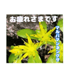 7月のお花で、日々のご挨拶（個別スタンプ：31）