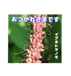 7月のお花で、日々のご挨拶（個別スタンプ：32）