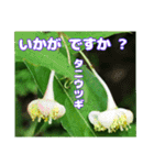 7月のお花で、日々のご挨拶（個別スタンプ：33）