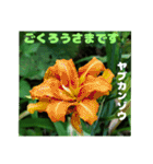 7月のお花で、日々のご挨拶（個別スタンプ：34）
