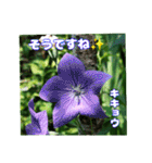 7月のお花で、日々のご挨拶（個別スタンプ：35）