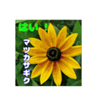7月のお花で、日々のご挨拶（個別スタンプ：36）