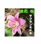 7月のお花で、日々のご挨拶（個別スタンプ：37）