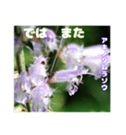 7月のお花で、日々のご挨拶（個別スタンプ：38）