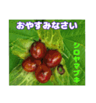 7月のお花で、日々のご挨拶（個別スタンプ：39）