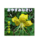 7月のお花で、日々のご挨拶（個別スタンプ：40）
