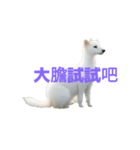 オコジョ C（個別スタンプ：15）