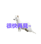 オコジョ C（個別スタンプ：34）