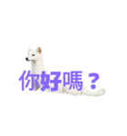 オコジョ C（個別スタンプ：39）