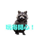 タヌキ C（個別スタンプ：15）