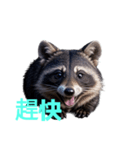 タヌキ C（個別スタンプ：24）