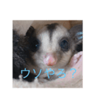 モモンガの日常（幼少期（個別スタンプ：3）