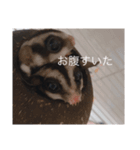 モモンガの日常（幼少期（個別スタンプ：5）
