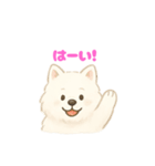 サモエドさん【ベルギー編】（個別スタンプ：2）