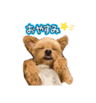 ❤︎ぷうちゃん❤︎（個別スタンプ：1）