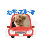 ❤︎ぷうちゃん❤︎（個別スタンプ：11）