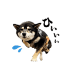 動く！豆柴すみすみ（個別スタンプ：1）