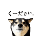 動く！豆柴すみすみ（個別スタンプ：2）