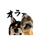 動く！豆柴すみすみ（個別スタンプ：7）