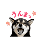 動く！豆柴すみすみ（個別スタンプ：8）