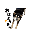 動く！豆柴すみすみ（個別スタンプ：14）