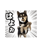 動く！豆柴すみすみ（個別スタンプ：15）